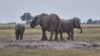 FILE - Elephants are seen on the Chobe river in Kasane, Botswana, July 20, 2022. 