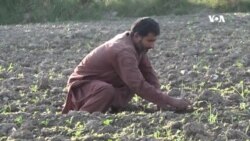 په ننګرهار کې کروندګر خپلو محصولاتو ته د مارکیټ له نشتوالي شکایت کوي
