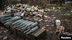 A dog sits near shells for tanks, in Siversk, Donetsk region, Ukraine, Nov. 6, 2022. 