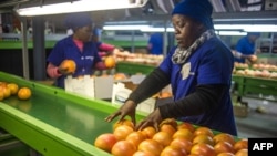 FILE - A factory employee checks grapefruits coming from a farm which was successfully claimed back by the mainly black community and then leased to the former white owner, June 7, 2017 in Hoedspruit, South Africa. 