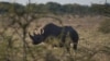 FILE - A black rhino is pictured at Etosha National Park in northwestern Namibia, May 8, 2015. 