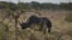 FILE - A black rhino is pictured at Etosha National Park in northwestern Namibia, May 8, 2015. 