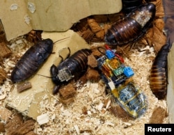 Seekor kecoa Madagaskar yang mendesis, dipasang dengan "ransel" elektronik dan sel surya yang memungkinkan kendali jarak jauh atas pergerakannya, berfoto dengan kecoak Madagaskar lainnya di Thin-Film Device Laboratory dari lembaga penelitian Jepang Riken di Wako , Prefektur Saitama, Jepang 16 September 2022. (REUTERS/Kim Kyung-Hoon)