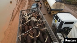 Cows are seen in a truck passing through a flooded road in Lokoja, Nigeria, Oct. 13, 2022.