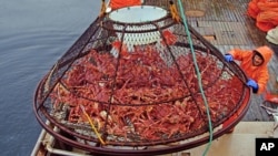 FILE - Ralph Strickland guides a crab pot full of red king crabs onto the deck of fishing vessel off of Juneau, Alaska, Nov. 6, 2005.