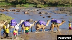 Organisasi nonpemerintah yang dikenal sebagai Communities Health Africa Trust (CHAT) membantu dengan cara mengangkut obat-obatan ke kawasan terpencil yang membutuhkan dengan menggunakan unta-unta. (Facebook/communitieshealthafrica)