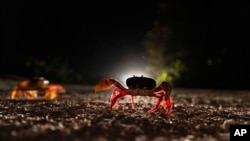 Cangrejos cruzan una carretera en Girón, Cuba, el 10 de abril de 2022. 