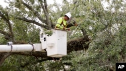 A worker trims branches from trees near power lines in a downtown neighborhood in hopes of averting power outages in Orlando, Fla. during preparation for the arrival of Hurricane Irma, Friday, Sept. 8, 2017.