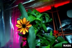 FILE - Scott Kelly shared photographs of a blooming zinnia flower in the Veggie plant growth system aboard the International Space Station, Jan. 16, 2016.