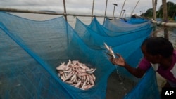 A fisherman collects small fish caught with mosquito nets.