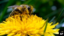 A bee searches for pollen on a flower during a sunny spring day in Belgrade, Serbia, Friday, April 8, 2022. A study published in the journal Nature on Wednesday, April 20, 2022 says habitat loss from big agriculture and climate change are combining to thr