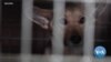 Animals Left in Ukraine as People Flee War 