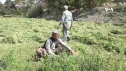 در چند سال اخیر یکبار کمک دریافت کردیم - دهقانان ولایت کابل