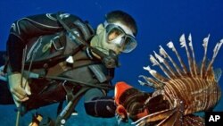 Lionfish are taking over coral reefs in the Caribbean and Atlantic. Here, Lad Akins catches one.