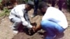 In Haiti, World Environment Day Means Planting Trees