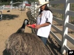 Founder Ellie Laks hopes to start Gentle Barns across the United States.