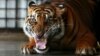 A Sumatran tiger growls at the Sumatra Tiger Rescue Center compound, inside Tambling Wildlife Nature Conservation (TWNC), near Bandar Lampung, the southern tip of Sumatra island, Feb. 25, 2013. 