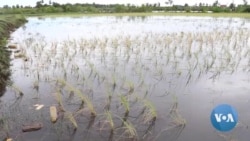 Rising Salinity Threatens Rice Crop on Southeast Asia's Sinking Coastline 