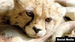 تصویری از کوشکی، وقتی نوزاد بود