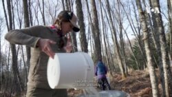 Harvesting Birch Sap