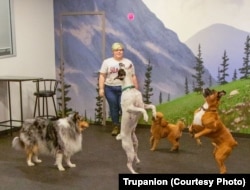 Ali Beeson, a customer service representative at Trupanion, plays with dogs. Trupanion woman throwing ball to dogs -- Ali Beeson, a customer service representative at Trupanion, plays with some dogs in a pet playroom