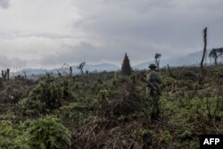 Just a few months ago, the area was still under the authority of Virunga park officials. But these days, rangers call the various militias first to alert them before venturing out, a bid to avoid harassment or worse. (An ecoguard of the Virunga National Park patrols the deforested area at the foot of Nyiragongo Volcano in Virunga National Park, Democratic Republic of Congo, Jan. 13, 2023. )