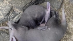 Creating Milk Alternatives for Animal Babies