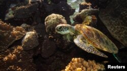 FILE - A green turtle swims through corals on the Great Barrier Reef off the coast of Cairns, Australia Oct. 25, 2019. Images of a turtle choking on a plastic bag are part of new ad campaign to reduce waste in the Australian state of New South Wales. 