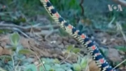 An Ceto Maciji 'Mai Tashi Sama' A India