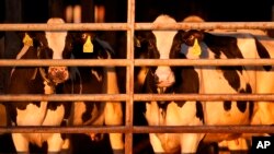 FILE - Dairy cows stand together at a farm on April 1, 2024, in Clinton, Maine. The USDA said on May 24, 2024, that particles of bird flu virus were detected in a dairy cow sent to slaughter at a U.S. meat processing plant.