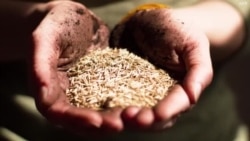 Russia Falsely Blames Sanctions, Not Its War in Ukraine, for Global Food Crisis