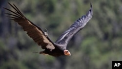 U.S. President Donald Trump&#39;s supporters, right, argues with a counter protester, left, as they protest election results outside the central counting board at the TCF Center in Detroit, Michigan.