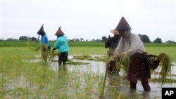 လယ်ယာမြေ သိမ်းဆည်းခံရတဲ့ ပြဿနာတွေဟာ ကြီးထွားလာနေတာပါ။ 