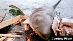John Williams wrote the ominous music from "Jaws," which foreshadowed the impending appearance of the killer shark. (Universal Pictures)