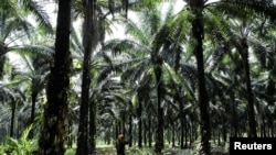 FOTO FILE: Seorang pekerja mengumpulkan buah kelapa sawit di perkebunan kelapa sawit di Slim River, Malaysia 12 Agustus 2021. (REUTERS/Lim Huey Teng/File Foto)