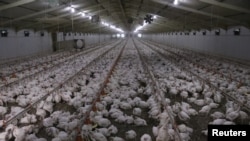 FILE - Chickens are seen at a poultry farm at Hartbeesfontein, a settlement near Klerksdorp, in the North West province, South Africa, Aug. 15, 2018. Frequent power cuts have been adversely affecting the country's poultry industry. 
