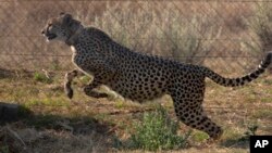 FILE - A cheetah jumps inside a quarantine section before being relocated to India, at a reserve near Bella Bella, South Africa, Sept. 4, 2022.