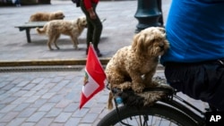 A protester carries his dog on the back of his bike during an anti-government march in Cusco, Peru, Feb. 2, 2023. 