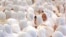 FILE - Hundreds of Jain nuns take part in the inauguration prayers of the 27 day long religious celebration of the Smrutimandir Temple in Ahmadabad, India Thursday Jan 31, 2002. 