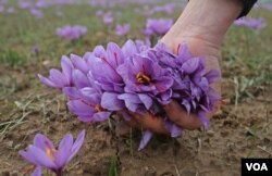 Saffron production in the Himalayan territory has decreased due to climate change and rapid urbanization. (Wasim Nabi for VOA)