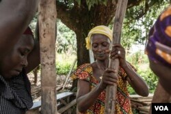 FILE - Farmers at a village near Katia, Guinea harvest fonio, Sept. 28, 2022. (Annika Hammerschlag/VOA)