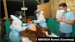 Orangutan Sumatra berjenis kelamin jantan dinyatakan mati usai dievakuasi dari perkebunan warga di Kabupaten Karo, Sumut. Minggu 22 Januari 2023. (Courtesy: BBKSDA Sumut)