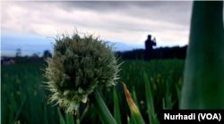 Seorang remaja berswafoto di tengah ladang sayuran, kawasan Sukomakmur, Magelang, Jawa Tengah. (Foto: VOA/Nurhadi)