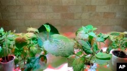 FILE - This March 2021 photo shows various vegetable seedlings maturing indoors under grow lights. (Jessica Damiano via AP)