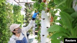 FILE - Greenhouse Technician, Leah Greiner, harvests chard at Altius, a vertical farm in Denver, Colorado, Nov. 9, 2021.