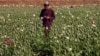 Seorang petani bekerja di sebuah perkebunan opium di distrik Zhari, Kandahar, Afghanistan, 28 Maret 2022.