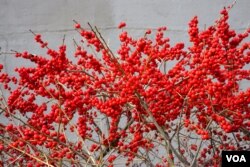 Branches of red winterberry plant (ilex verticillata)