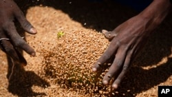 FILE - An Ethiopian woman scoops up portions of wheat to be allocated to waiting families after it was distributed by the Relief Society of Tigray in Agula, in the Tigray region of northern Ethiopia, May 8, 2021. The Russia-Ukraine war has raised the specter of food shortages and political instability in countries that rely on affordable grain imports like Ethiopia.