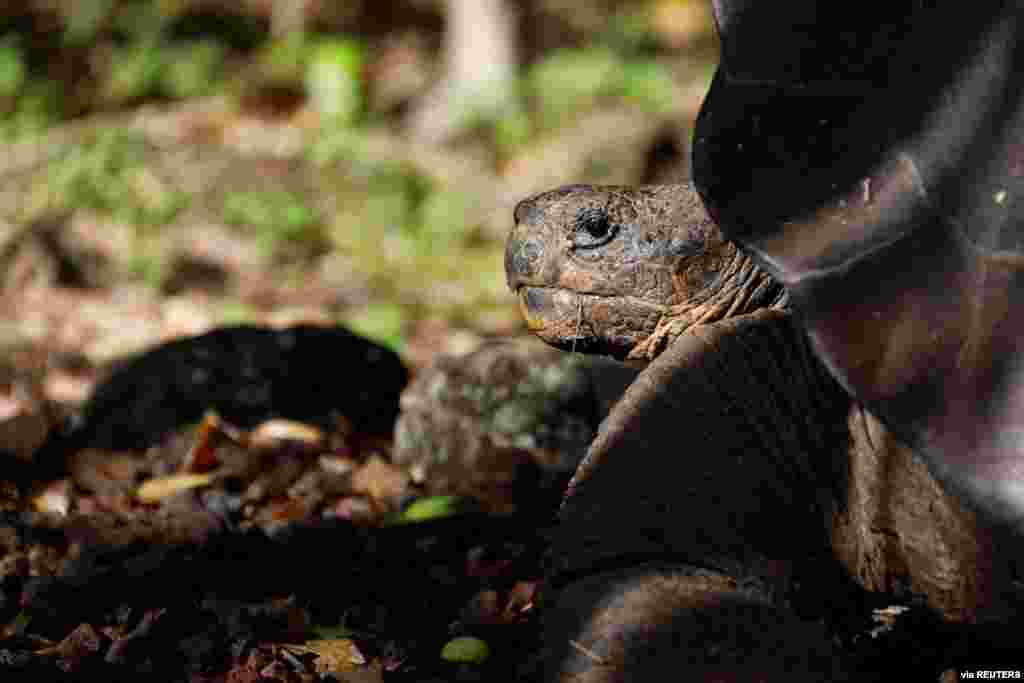A tortoise, previously identified as Chelonoidis chathamensis and which corresponds genetically to a different species according to a study by scientists of the Galapagos National Park, is pictured on the island of San Cristobal, Galapagos Islands, Ecuado