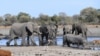 Botswana Earns $2.7 Million from Elephant Hunting
